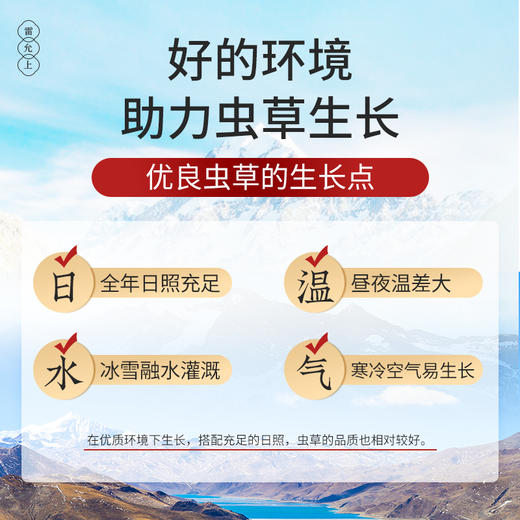 雷允上冻干冬虫夏草1g/瓶（-50） 商品图6