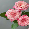 国产单头玫瑰花闺蜜10支 商品缩略图0