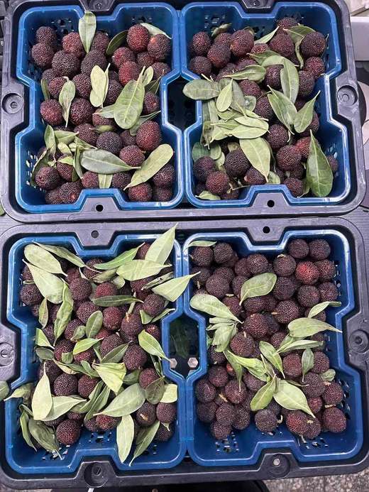 云南黑炭杨梅 商品图1