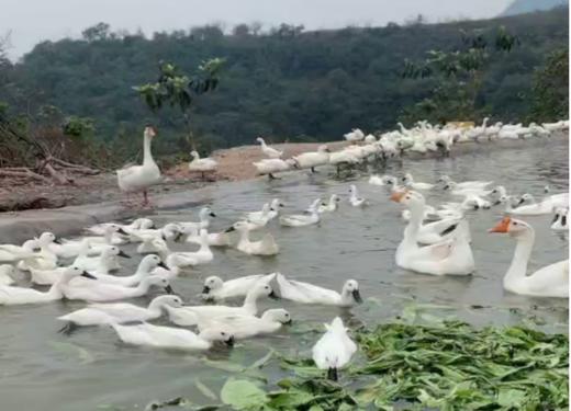 白鹭鸭 商品图0