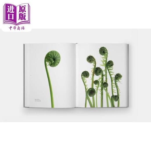 【中商原版】STILL The Art of Noticing 进口艺术 静态照片 注意的艺术 Mary Jo Hoffman 自然摄影集 Phaidon 商品图3