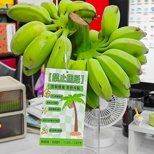 【上班摸鱼搭子】禁止蕉绿 水培香蕉 水培苹果蕉 彩箱装 商品图1