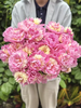 稀有小众芍药花果之冻 商品缩略图3