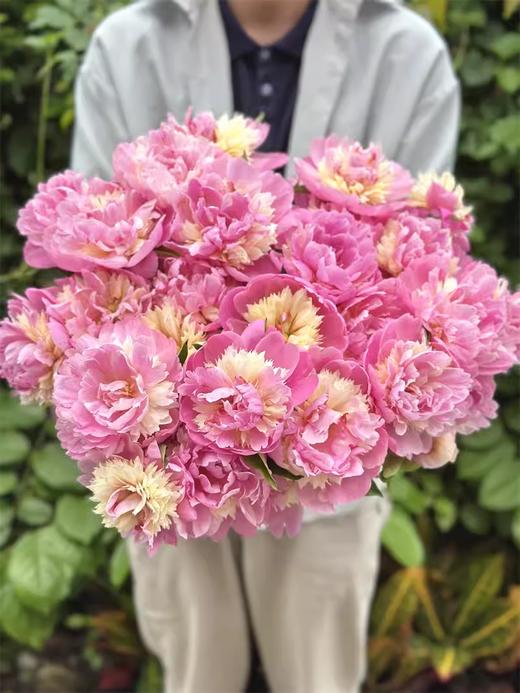 稀有小众芍药花果之冻 商品图3
