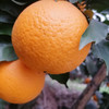 【四川·蒲江】青见桔子 新鲜橘爆甜多汁 早橙应季水果 商品缩略图4