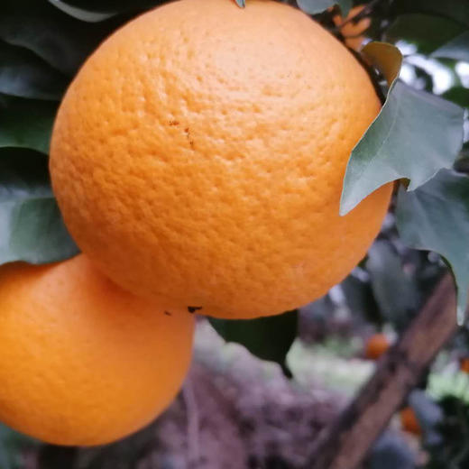 【四川·蒲江】青见桔子 新鲜橘爆甜多汁 早橙应季水果 商品图4