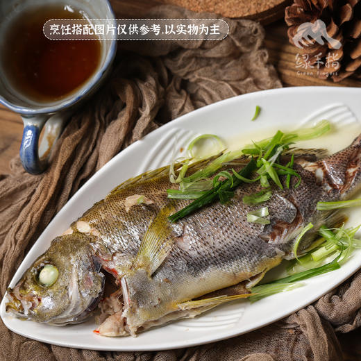 野生东山岛黄鸡鱼 | 合作生产 * Wild Dongshan Island Yellow chicken fish | Coproduction 商品图2