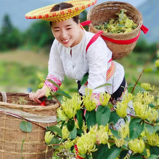 湖南隆回特产【沛草堂】特级金银花茶 采自中国金银花之乡 甄选好茶 四季常备 商品图3