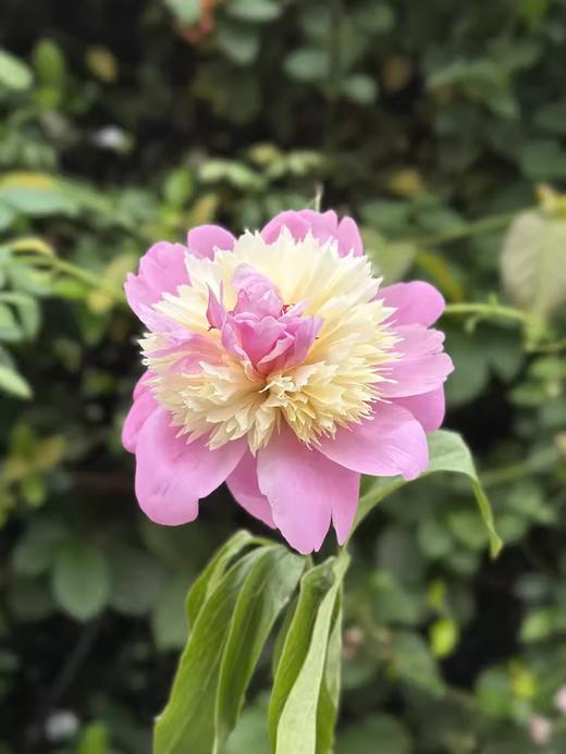 稀有小众芍药花果之冻 商品图4