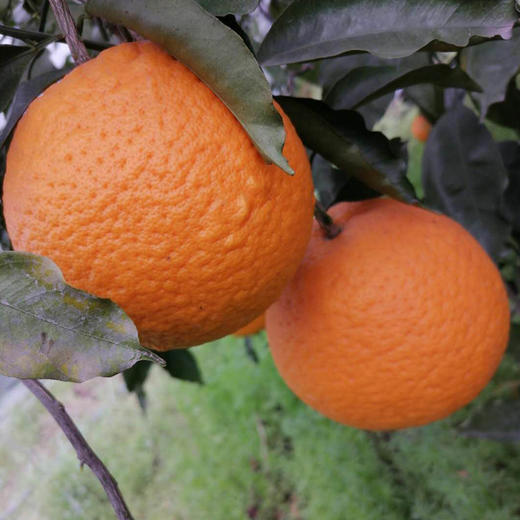 【四川·蒲江】青见桔子 新鲜橘爆甜多汁 早橙应季水果 商品图5