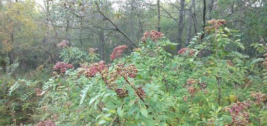 野生花椒 // 香气醇厚、麻味适中，农村野生花椒是个宝，九大用途，解决家庭不少烦恼~ 商品图4