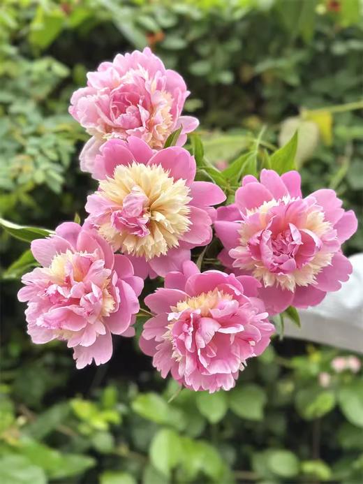 稀有小众芍药花果之冻 商品图0