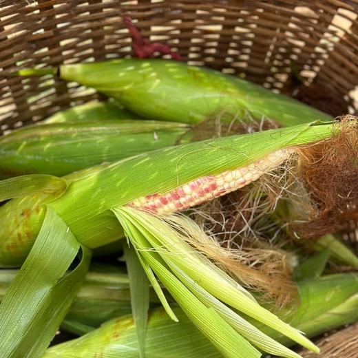 MM 山姆 小花糯玉米 1.58kg 商品图5