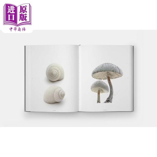 【中商原版】STILL The Art of Noticing 进口艺术 静态照片 注意的艺术 Mary Jo Hoffman 自然摄影集 Phaidon 商品图2