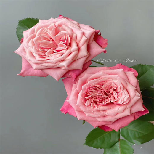 国产单头玫瑰花闺蜜10支 商品图1