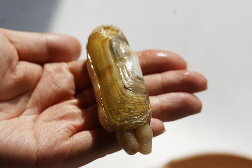 下酒好食材 | 福建莆田带泥活海蛏子 推荐倒插蛏清蒸 商品图2