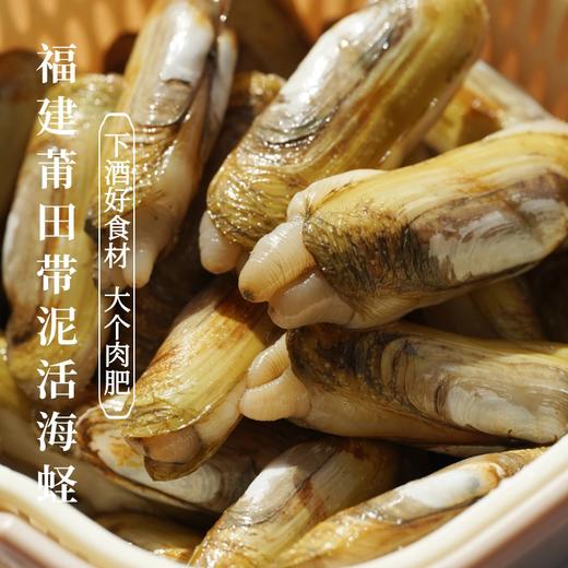下酒好食材 | 福建莆田带泥活海蛏子 推荐倒插蛏清蒸 商品图0
