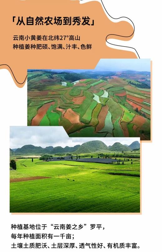 澳雪小黄姜防脱洗发水 商品图4