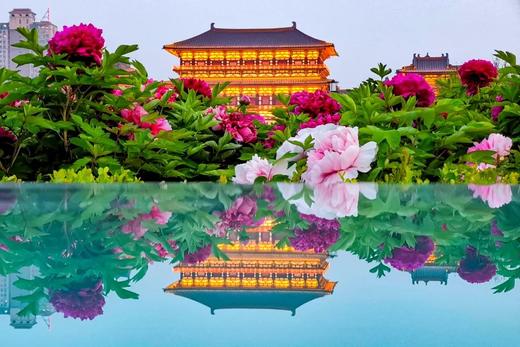 氧气旅行团—花开洛阳六日游（高铁/自驾） 商品图1