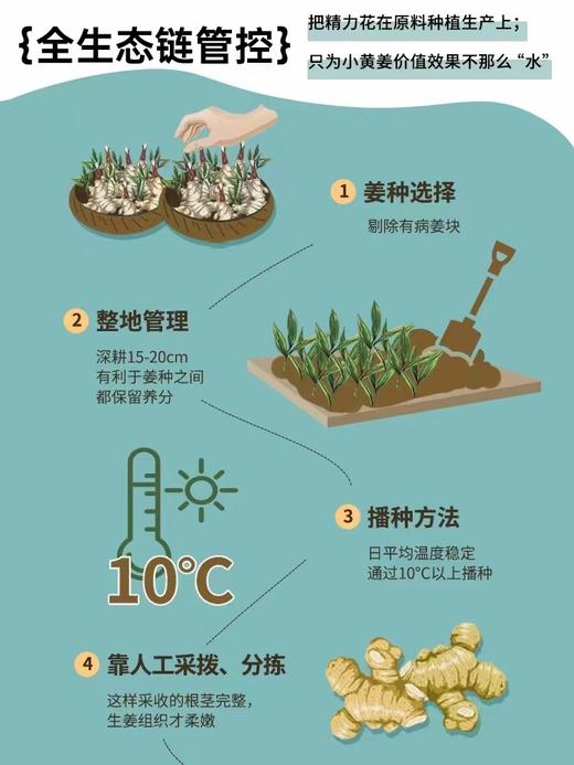 澳雪小黄姜防脱洗发水 商品图5