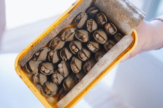 下酒好食材 | 福建莆田带泥活海蛏子 推荐倒插蛏清蒸 商品图8