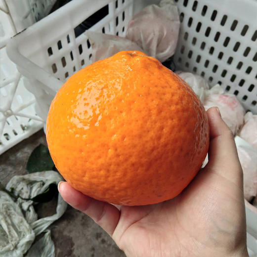 【四川·蒲江】青见桔子 新鲜橘爆甜多汁 早橙应季水果 商品图3