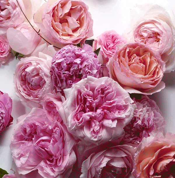 捡漏！不到40一瓶的兰蔻香水！还送超美礼盒+口红小样，撩人于无形