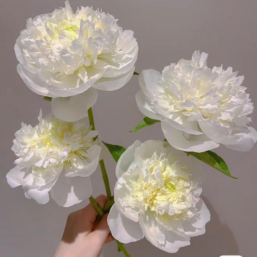 配花-芍药-公爵夫人-10支 商品图2