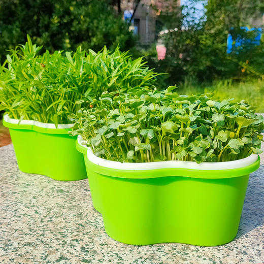 芽苗菜多彩种植盒 商品图0