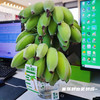 禁止蕉绿水培芭蕉 香蕉 彩箱装 现砍现发【预售3-5天发货】 商品缩略图2