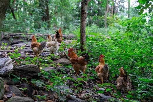 【原生态散养土鸡】跑山健身鸡 散养在生态高山竹林中  纯粮喂养的公鸡母鸡 净重2.3-3.2斤/只 商品图7