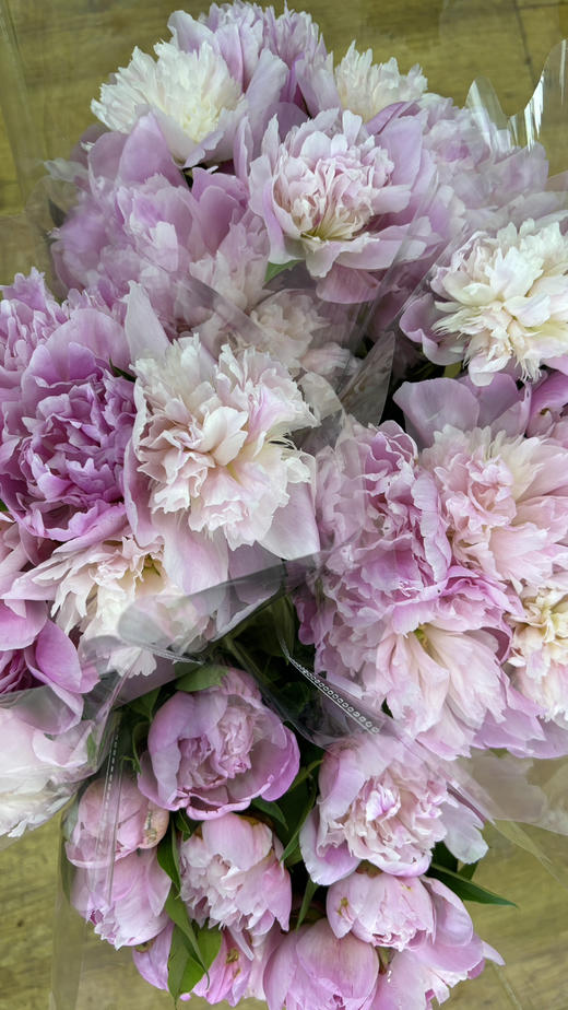 【量大从优】成都重瓣芍药  粉色 1捆（5扎） 商品图8