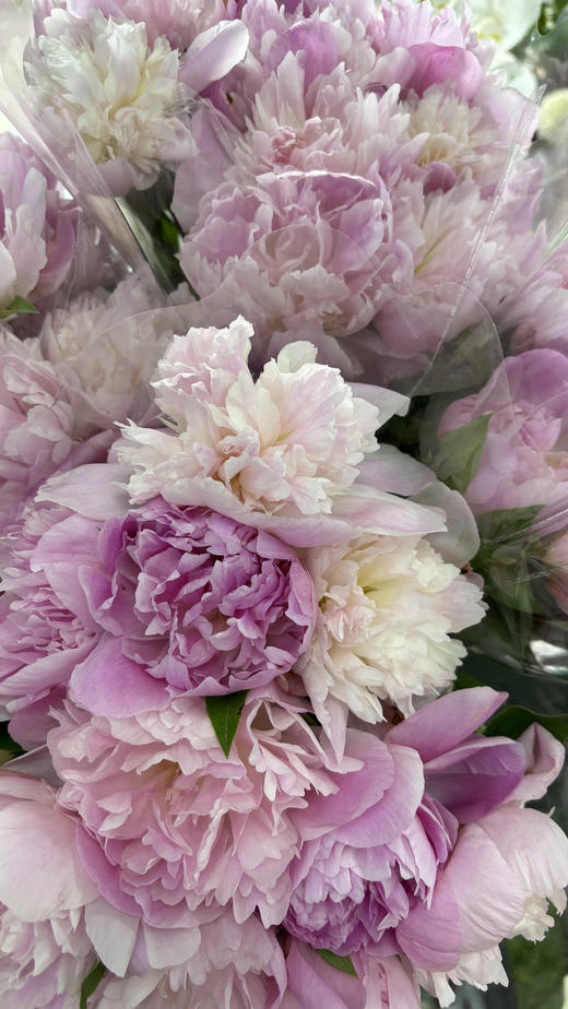 【量大从优】成都重瓣芍药  粉色 1捆（5扎） 商品图5