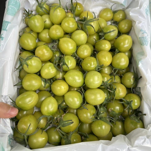 青甜小番茄 商品图6