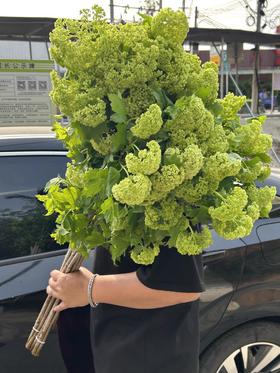 严选精品花材木绣球1扎