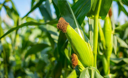 【自营】斯玉安高叶酸有机玉米 多规格 商品图2