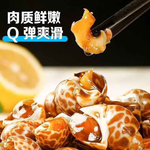 【鲜活捕捞！深海花螺2斤更值】味道鲜美，鲜嫩劲道，干净无沙，新鲜肥美！海螺冷冻海鲜水产鲜活鲜冻东风螺花螺威海贝类 商品图3