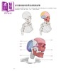 【中商原版】动漫人体结构表现技法部位训练 港台艺术原版 施通, TC晨 北星出版 商品缩略图4