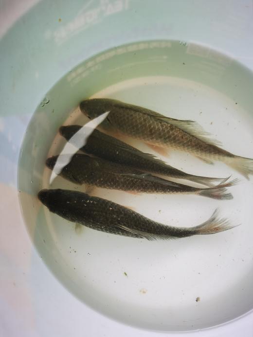 【预售】生态小鲫鱼（500g）活鱼仅限浙江上海客户，袋子氧气少，签收成功请立即打开袋子放盆里滴水哦、建议当天食用 商品图8