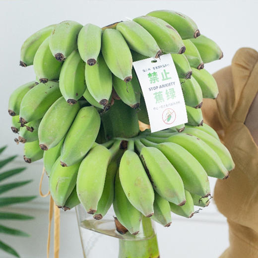 【上班摸鱼搭子】禁止蕉绿 水培香蕉 水培苹果蕉 彩箱装 商品图0