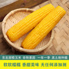 【质农】东北黄黑甜糯玉米8只盒装 香甜软糯 满口留香 商品缩略图0