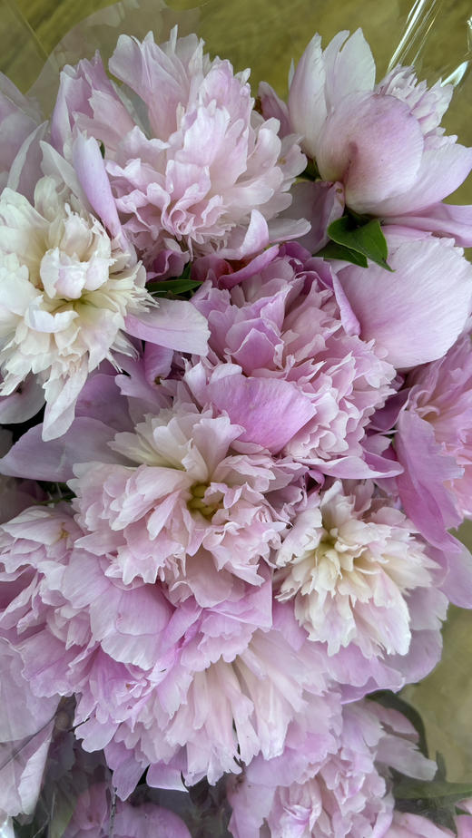 【量大从优】成都重瓣芍药  粉色 1捆（5扎） 商品图7