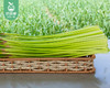 山东新鲜红帽蒜苔/1份（1kg±100g） 商品缩略图3