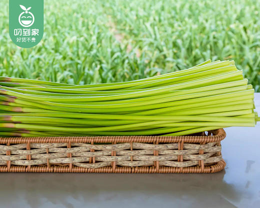 山东新鲜红帽蒜苔/1份（1kg±100g） 商品图3