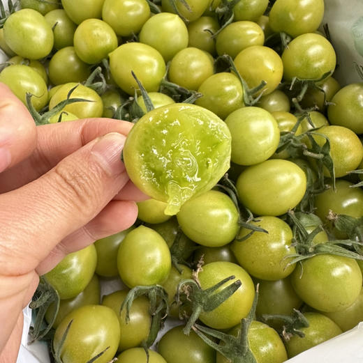 青甜小番茄 商品图2
