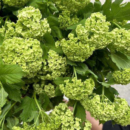 严选精品花材木绣球1扎 商品图6