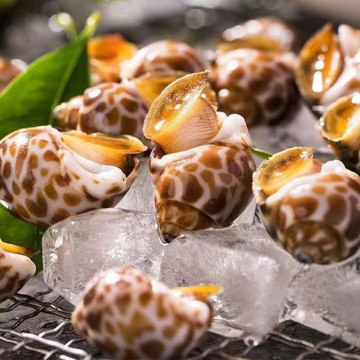 【鲜活捕捞！深海花螺2斤更值】味道鲜美，鲜嫩劲道，干净无沙，新鲜肥美！海螺冷冻海鲜水产鲜活鲜冻东风螺花螺威海贝类 商品图0