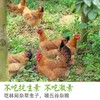 【原生态散养土鸡】跑山健身鸡 散养在生态高山竹林中  纯粮喂养的公鸡母鸡 净重2.3-3.2斤/只 商品缩略图8