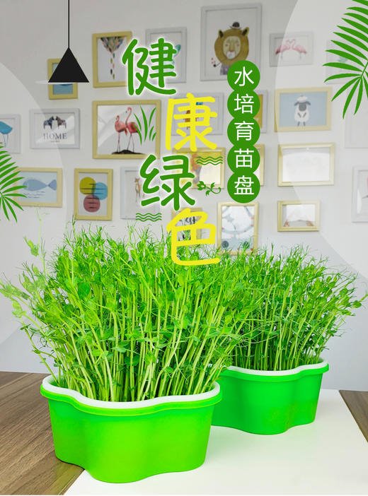 芽苗菜多彩种植盒 商品图3