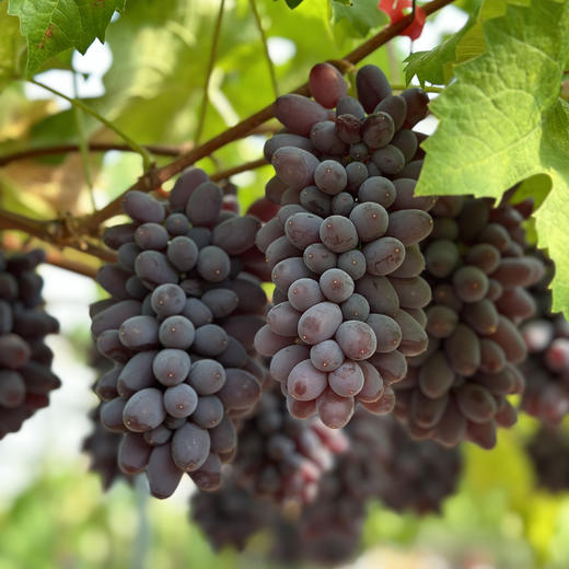 云南诸小沃茉莉香紫罗兰.无籽提 果园现摘现发 新鲜到家 商品图2